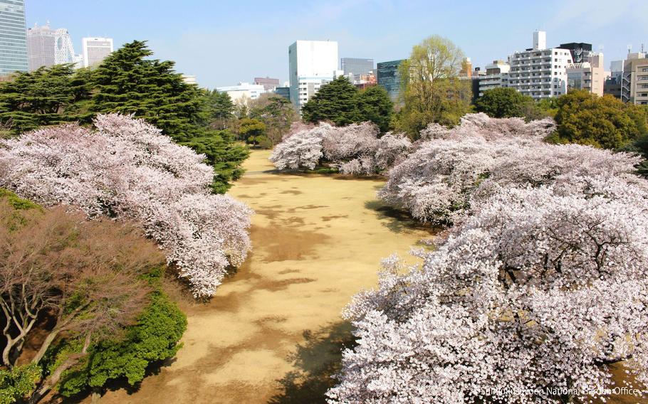 A bird’s-eye view of Shinjuku Gyoen, cherry blossom trees in full bloom.